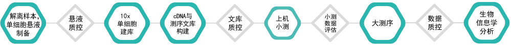 单细胞转录组测序-技术流程-K8凯发国际基因